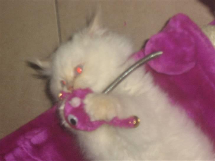 Colorpoint BIBI - Mit elsket legetøj, her kan jeg bruge flere timer om dagen :-) billede 17