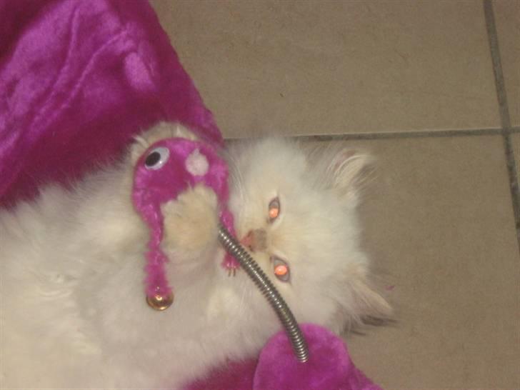 Colorpoint BIBI - Nu har jeg dig.. billede 18