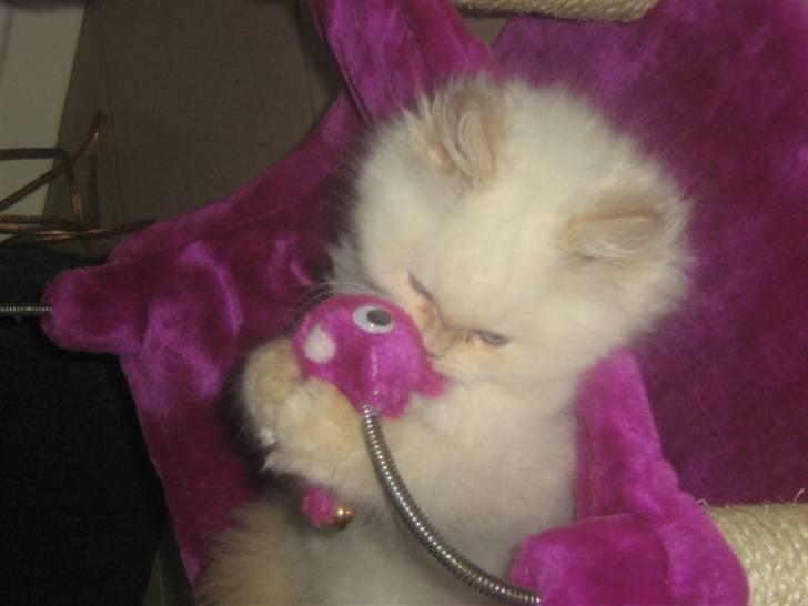 Colorpoint BIBI - Så nu spiser jeg dig. billede 19