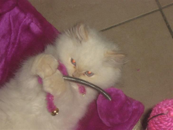 Colorpoint BIBI - Fanget. billede 20