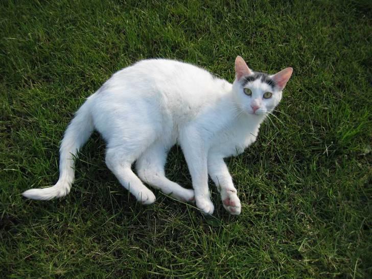 Huskat Basse - (28-05-09) billede 1