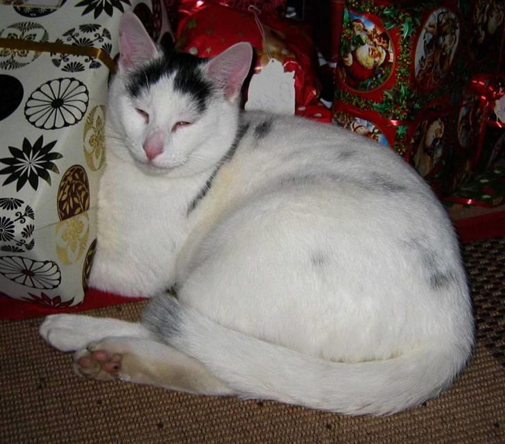 Huskat Basse - (24-12-08) billede 2