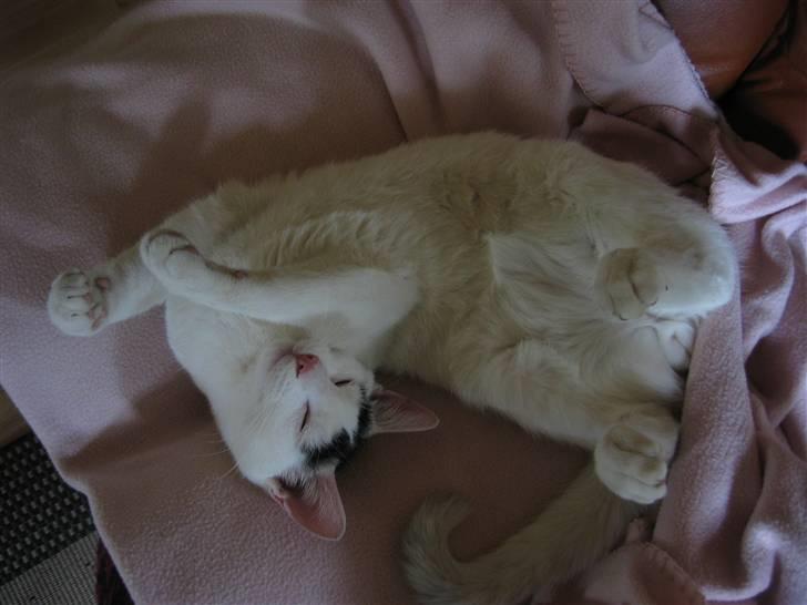 Huskat Basse - (12-09-08) billede 3