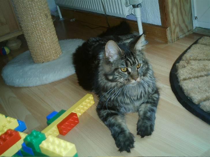 Maine Coon Wicca Shaicoona Prada billede 13