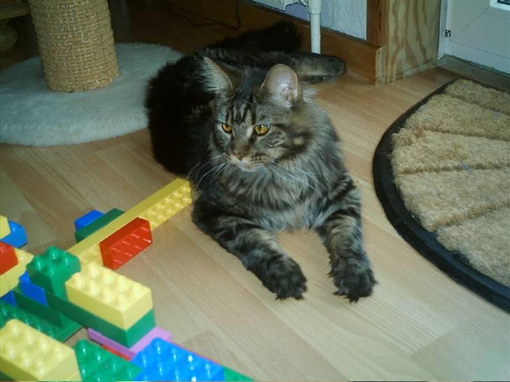 Maine Coon Wicca Shaicoona Prada billede 14