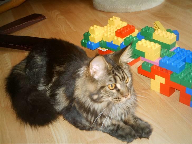 Maine Coon Wicca Shaicoona Prada billede 15