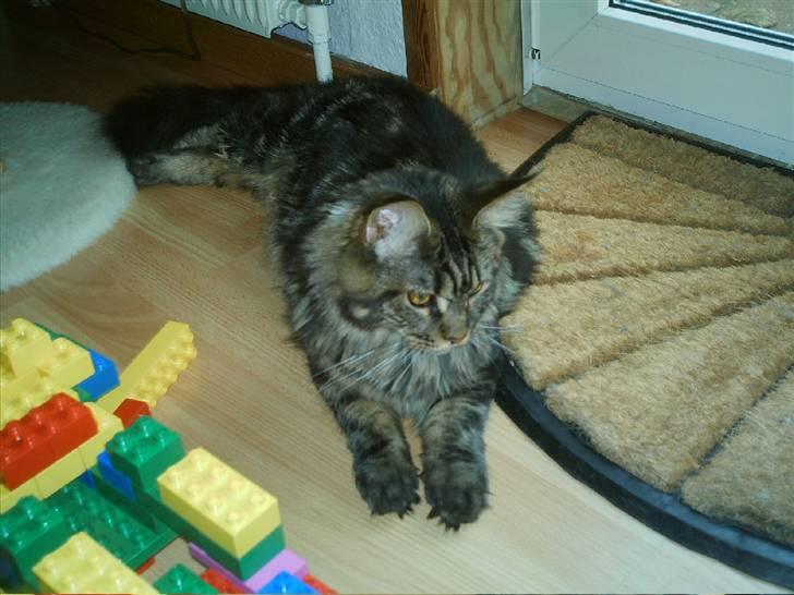 Maine Coon Wicca Shaicoona Prada billede 16