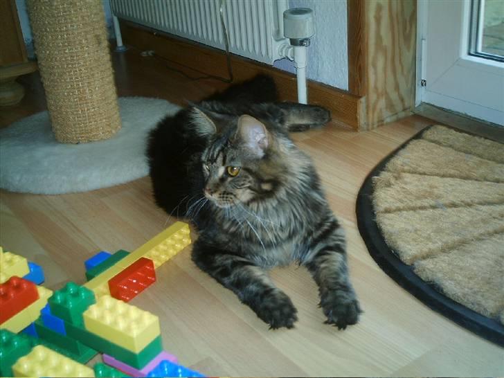 Maine Coon Wicca Shaicoona Prada billede 17