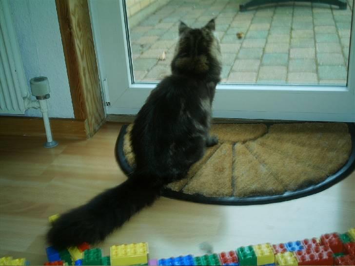 Maine Coon Wicca Shaicoona Prada billede 18