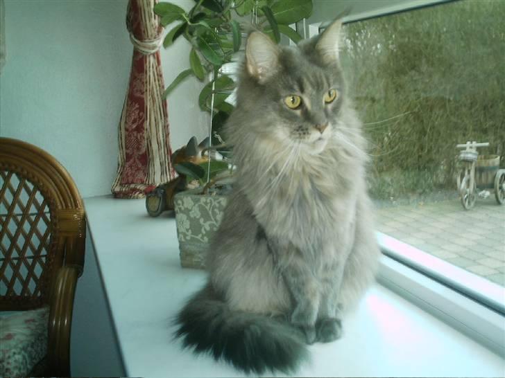 Maine Coon  Wicca shaicoona Caya billede 16