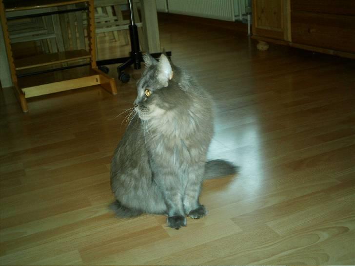 Maine Coon  Wicca shaicoona Caya billede 17