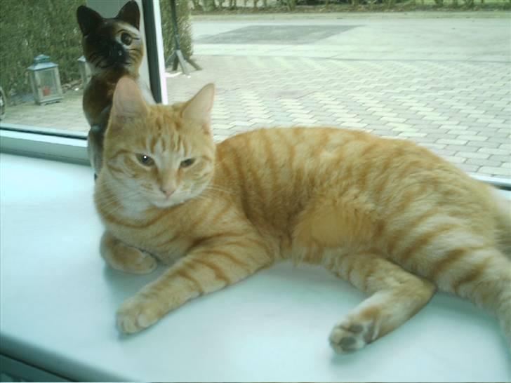 Blanding af racer Simba billede 17