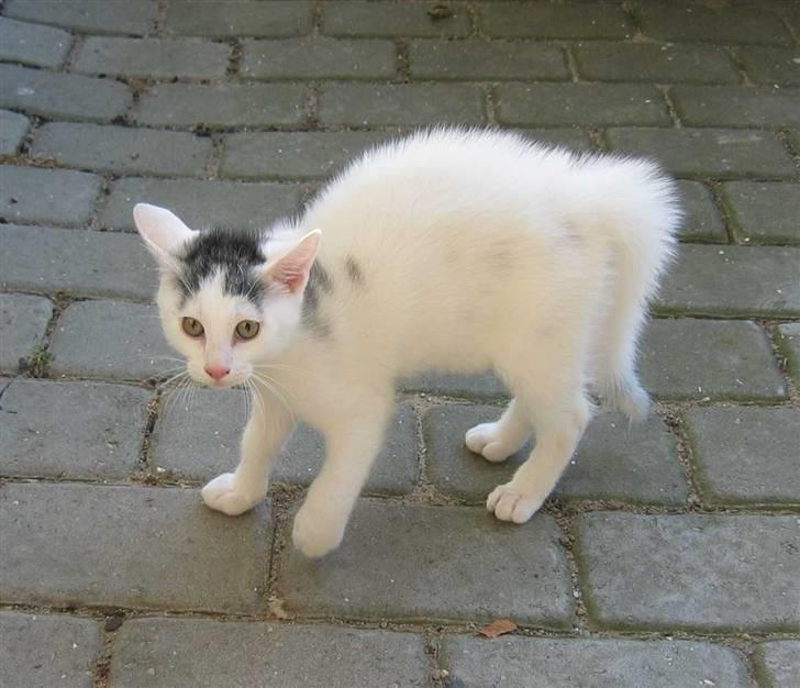 Huskat Basse - 12 uger gammel - se, hvor er jeg stor (02-07-08) billede 4