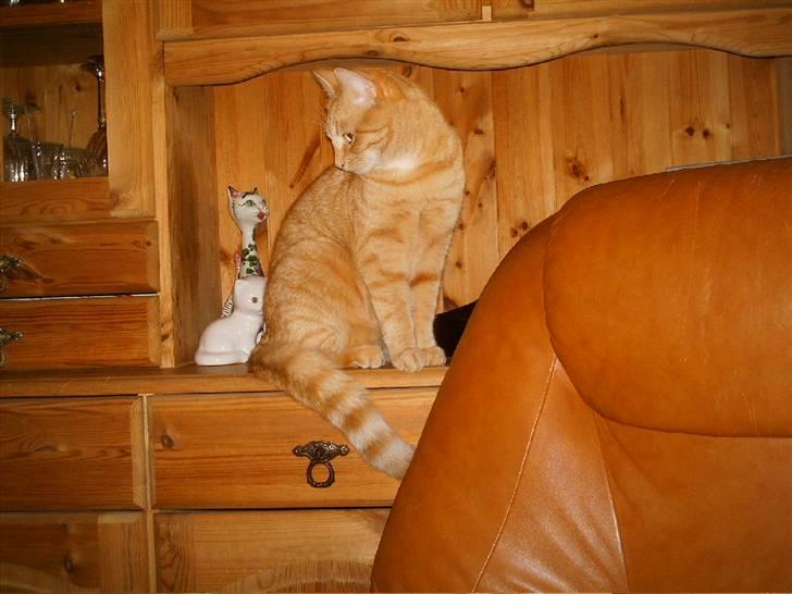 Blanding af racer Simba billede 18