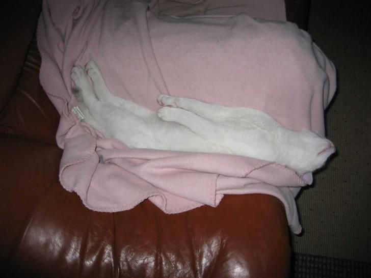 Huskat Basse - Sådan kan man altså også godt sove (23-08-08) billede 5