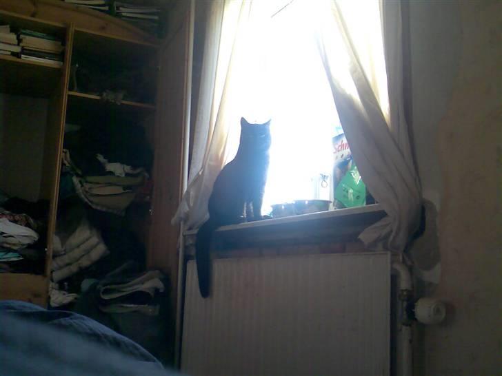 Huskat black jack R.I.P - hvad laver du med den mobil  billede 3