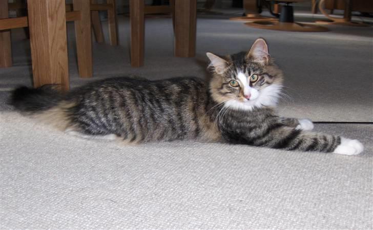 Norsk Skovkat Miss Felias Aprilia - Velkommen til Aprilias profil. Er hun ikke bare smuk? :oD billede 1