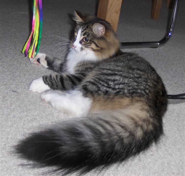 Norsk Skovkat Miss Felias Aprilia - Tjek lige den hale!! Hun er kun 9 måneder, men allerede en stor flot pige med masser af pels billede 2