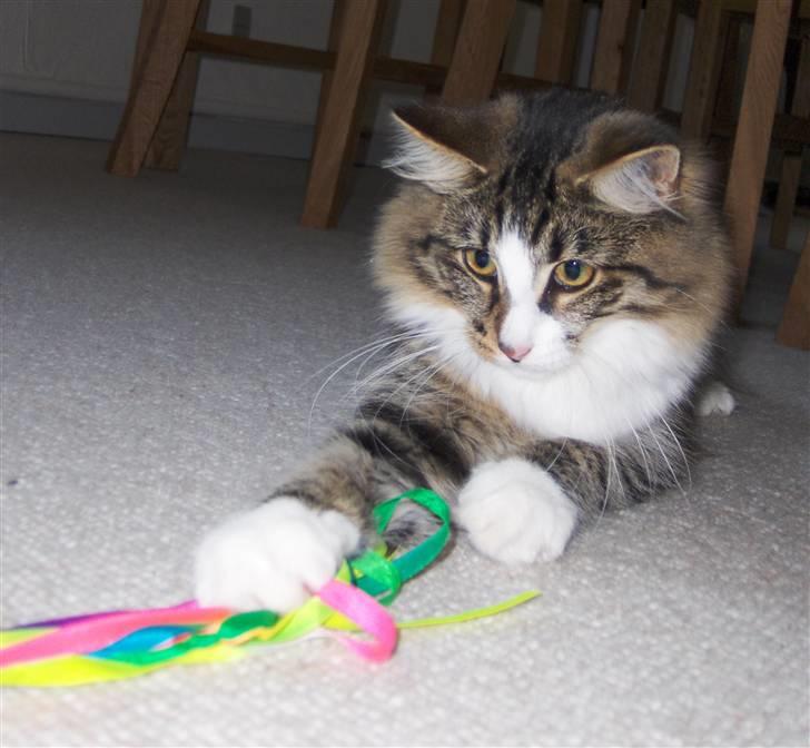 Norsk Skovkat Miss Felias Aprilia - "Det er MIN!" ;o)   Prille med sit yndlingslegetøj billede 3