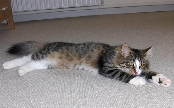 Norsk Skovkat Miss Felias Aprilia - Hvem sagde langgggggg kat? ;o) billede 4