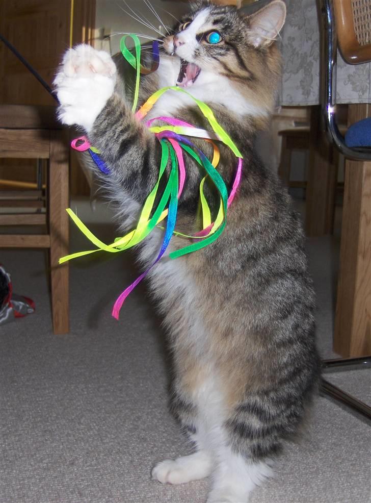 Norsk Skovkat Miss Felias Aprilia - Prille leger stor og farlig løve ;o) billede 5