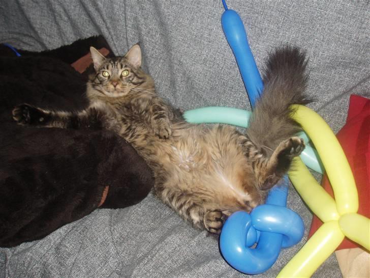 Maine Coon Uzuri (Zuri) - En herlig nytårsaften billede 6