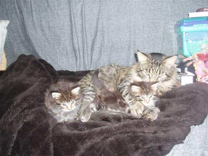 Maine Coon Uzuri (Zuri) - Zuri med sine killinger billede 8