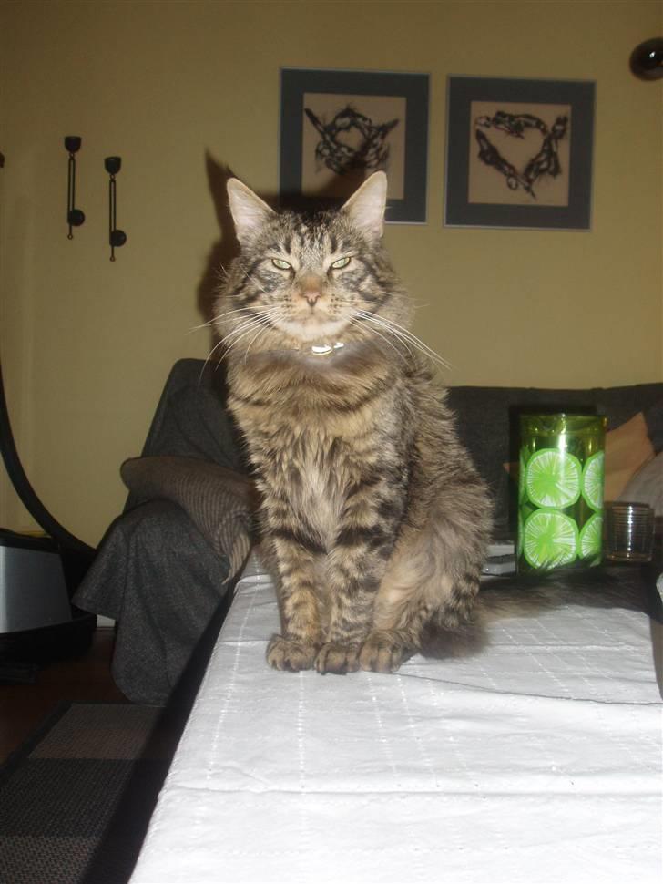 Maine Coon Uzuri (Zuri) - Zuri poserer som sædvanligt for fotografen billede 9