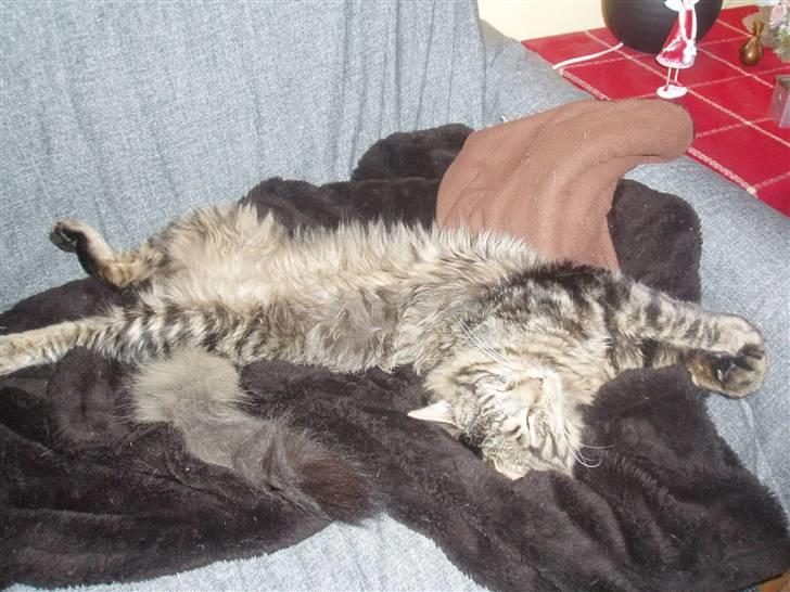 Maine Coon Uzuri (Zuri) - Zuri flader ud billede 10