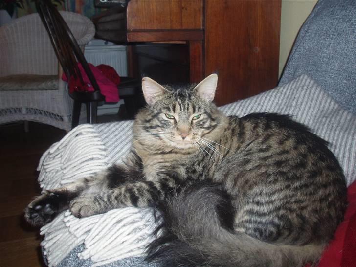 Maine Coon Uzuri (Zuri) - Zuri slapper af juleaften billede 11