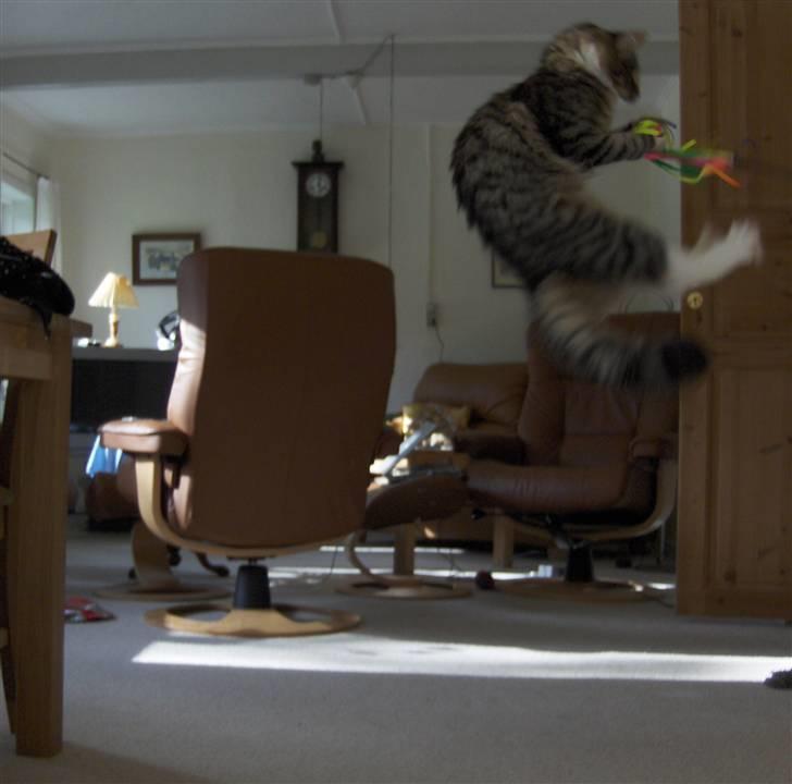 Norsk Skovkat Miss Felias Aprilia - Prille midt i et hop  billede 6