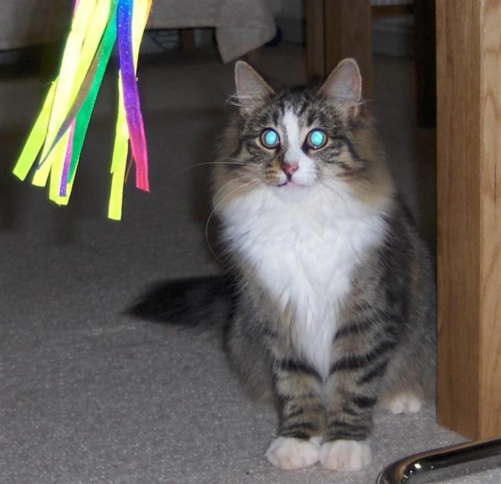 Norsk Skovkat Miss Felias Aprilia - Hvem sagde øjne så store som tekopper? ;o) billede 7