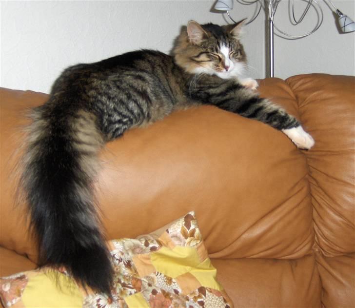 Norsk Skovkat Miss Felias Aprilia - Prille som sofakat billede 8