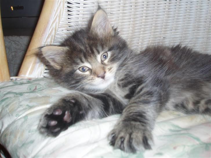 Maine Coon Aslan - Knap syv uger gammel billede 1