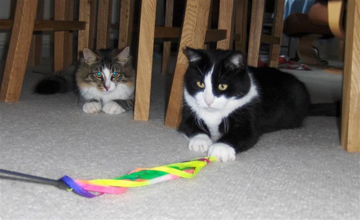 Norsk Skovkat Miss Felias Aprilia - Prille sammen med "sin" onkel Laban billede 9