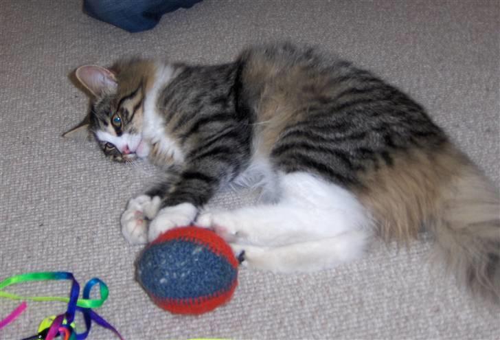 Norsk Skovkat Miss Felias Aprilia - Prille igang med at lege billede 10