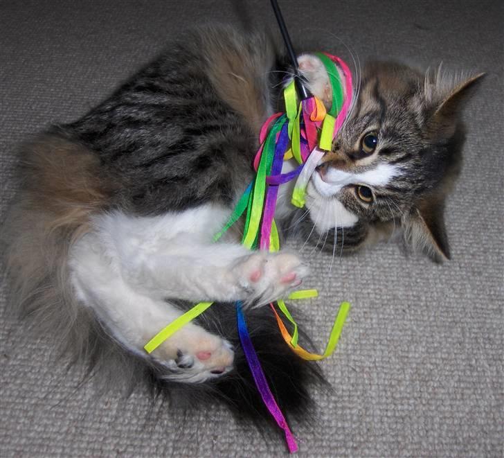 Norsk Skovkat Miss Felias Aprilia - Prille igang med at lege igen billede 11