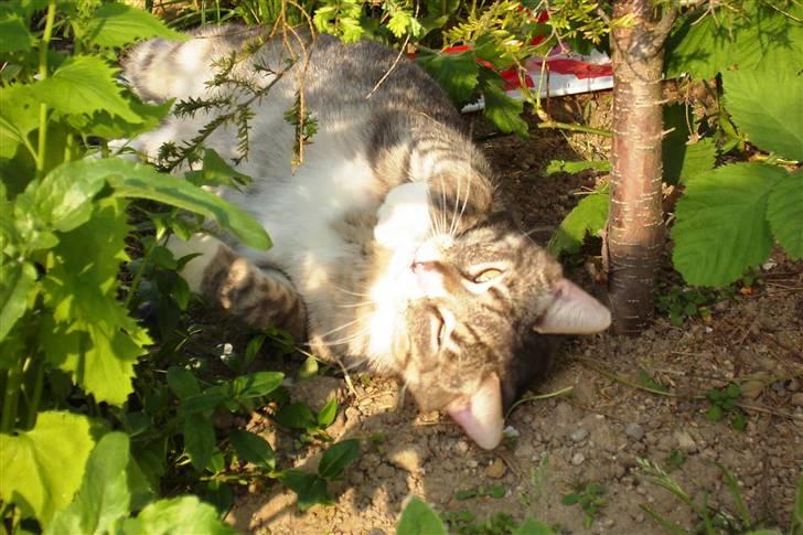 Huskat Don Felix (R.I.P.) - Don F billede 1