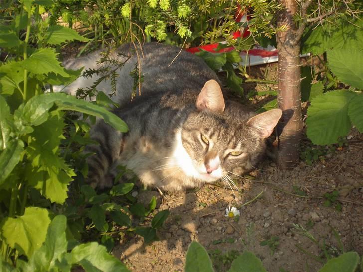 Huskat Don Felix (R.I.P.) - Grønt er godt for øjnene! billede 2