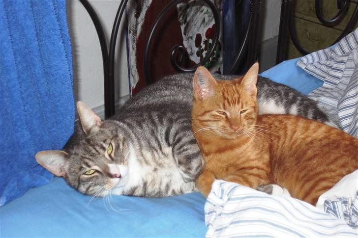 Huskat Don Felix (R.I.P.) - Felix og Hannibal billede 3