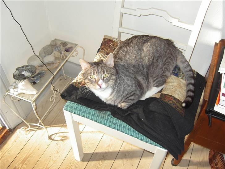 Huskat Don Felix (R.I.P.) - Don Fs stol billede 4