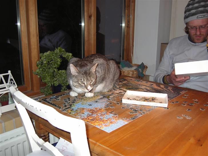 Huskat Don Felix (R.I.P.) - Felix vil også være med til at samle puslespillet :) billede 5