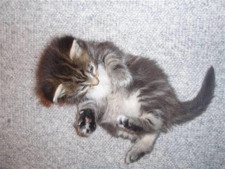 Maine Coon Aslan billede 2