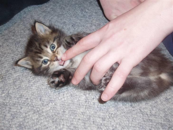 Maine Coon Aslan - Elsker at lege med min "storebror" billede 3