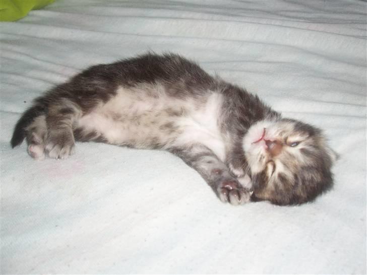 Maine Coon Aslan - Knapt tre uger billede 4