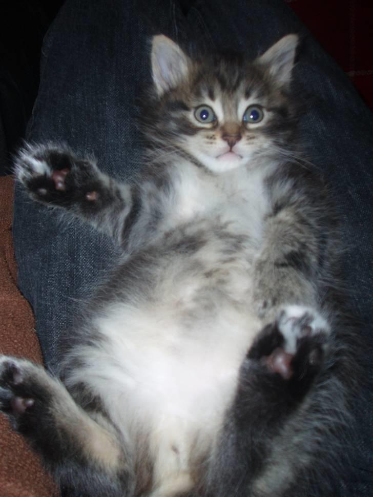 Maine Coon Aslan - Igen ligger jeg på skødet billede 5