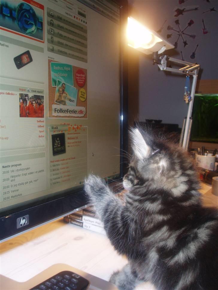 Maine Coon Aslan - En pc - hvad er det billede 6