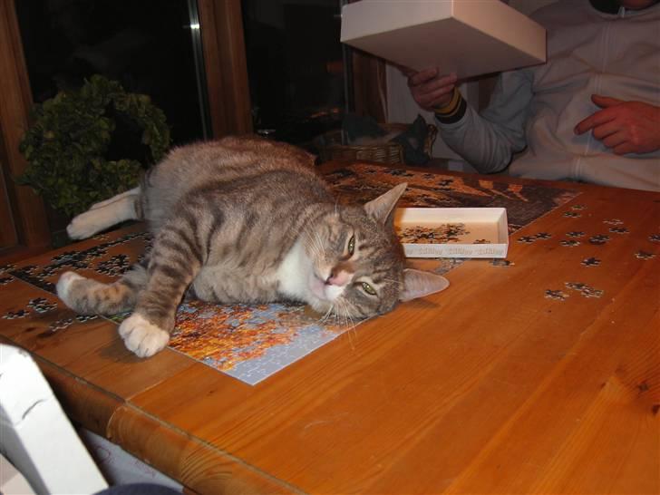 Huskat Don Felix (R.I.P.) - Appelsin! billede 6