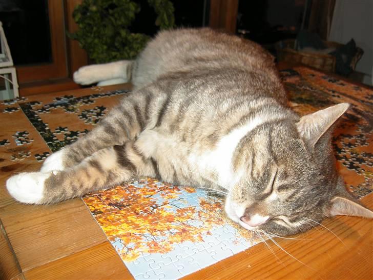 Huskat Don Felix (R.I.P.) - Skønne Felix :) billede 7