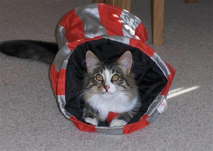 Norsk Skovkat Miss Felias Aprilia - Prille i tunnelen billede 12